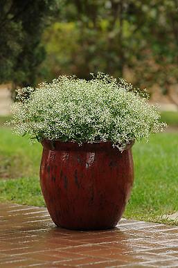 Euphorbia Glitz 100 seeds