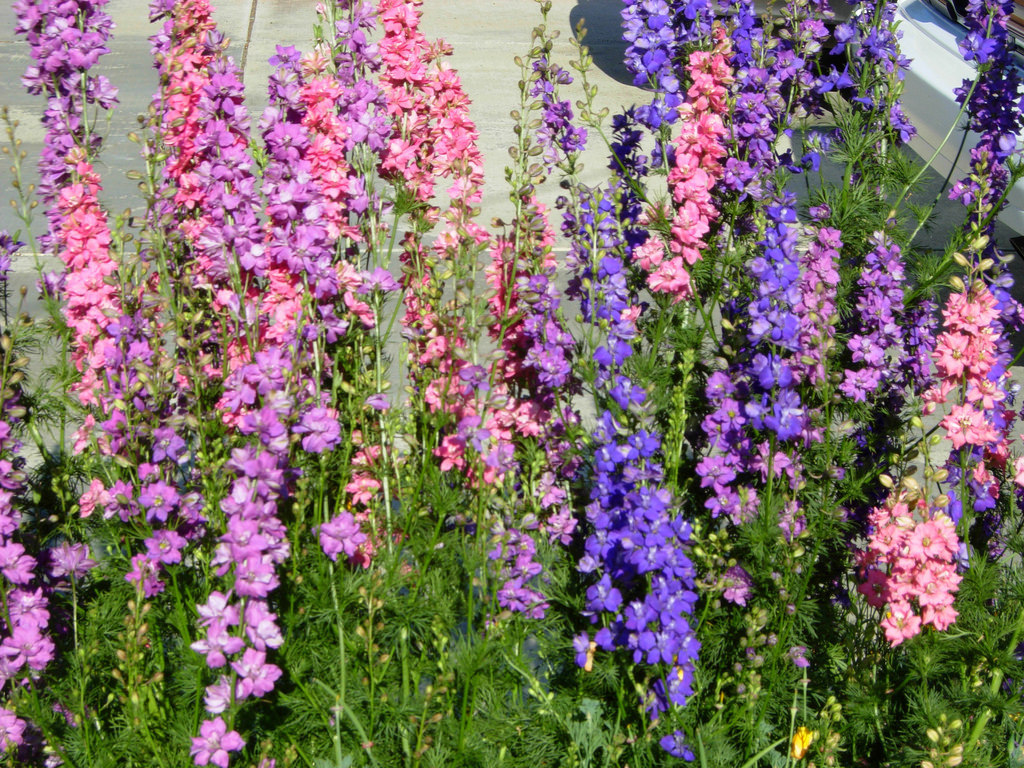 600+LARKSPUR Rocket IMPERIAL Mix Seeds Native Wildflower Cut Flowers Pollinators