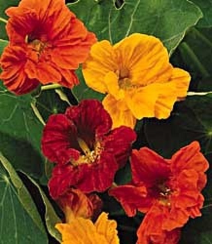 NEW! 35+ NASTURTIUM JEWEL MIX FLOWER SEEDS MIX / RE-SEEDING ANNUAL