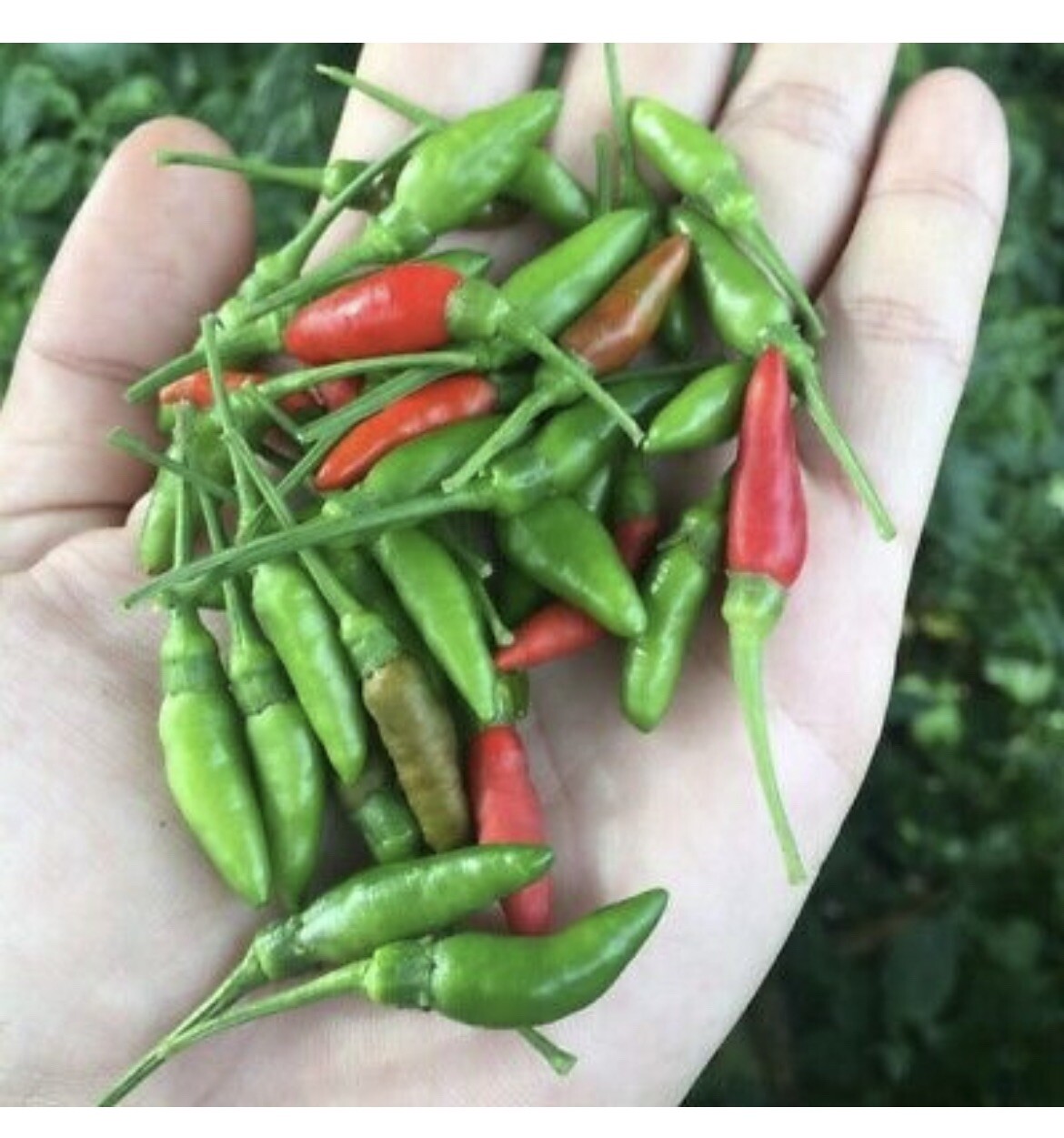 10 bags Asian Pepper Hot Mix (HOT) Vegetable Seeds NON-GMO Mixed 16 Types 100ct