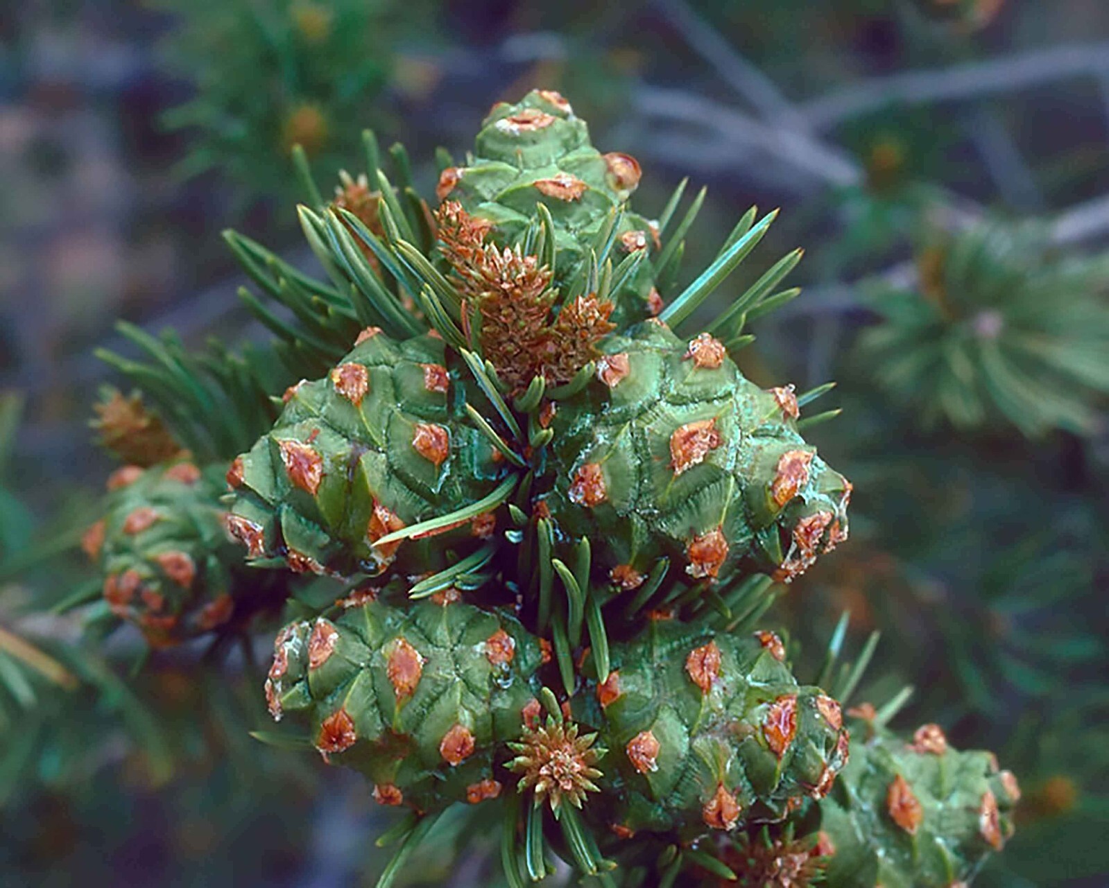 Colorado Pinyon Pine, Pinus cembroides Edulis, Tree Seeds