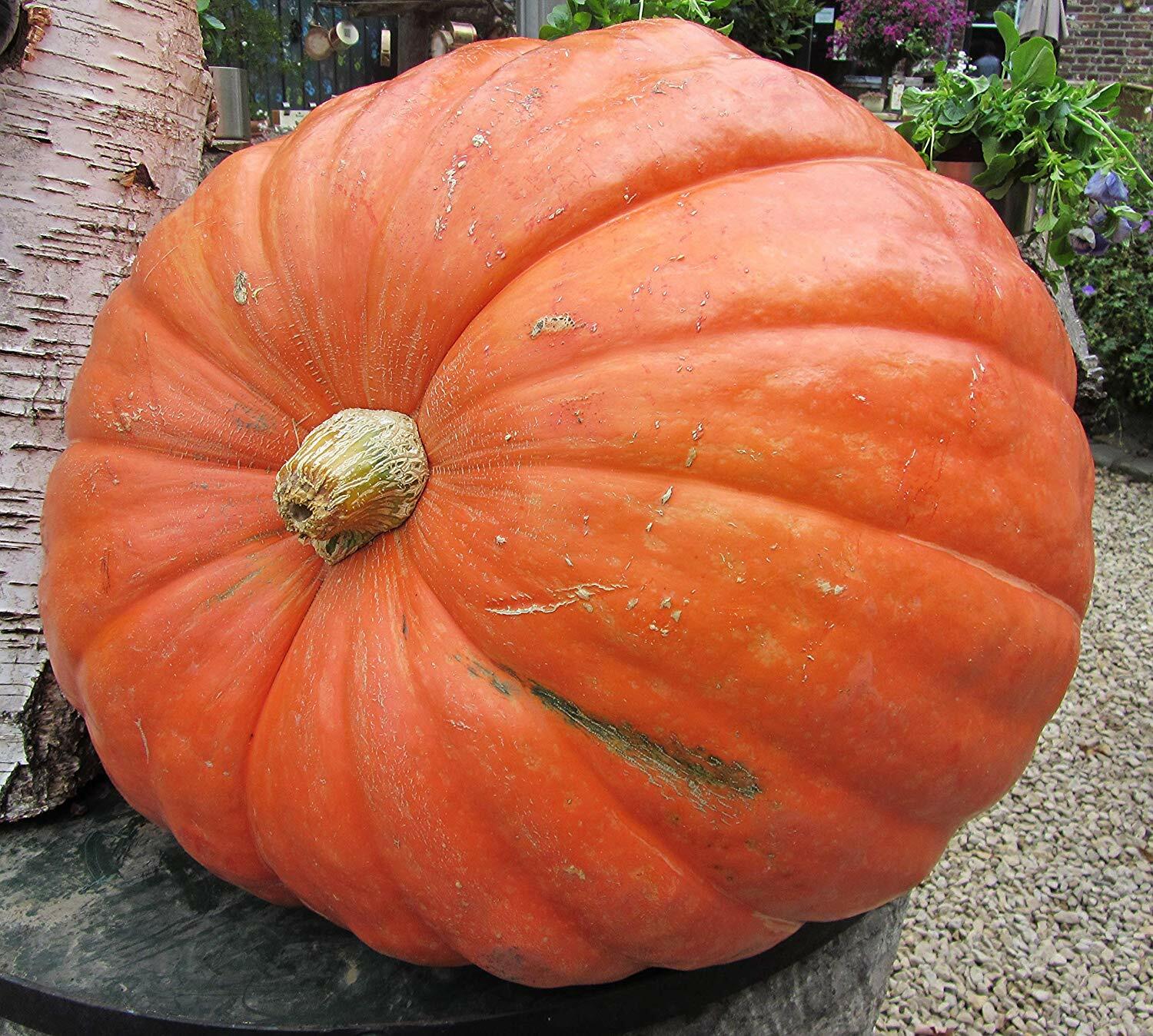10 SEEDS – pumpkin BIG MAX – up to 100 lbs – GroCo USA – BUY 15-SHIPS FREE