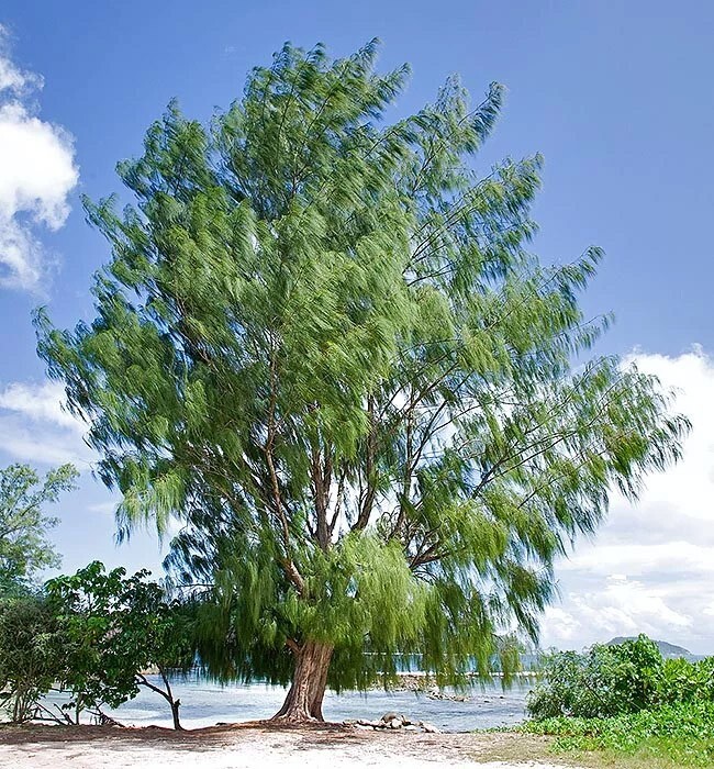 Australian Beach Pine Tree | Premium Seeds | Casuarina equisetifolia | Plants’®