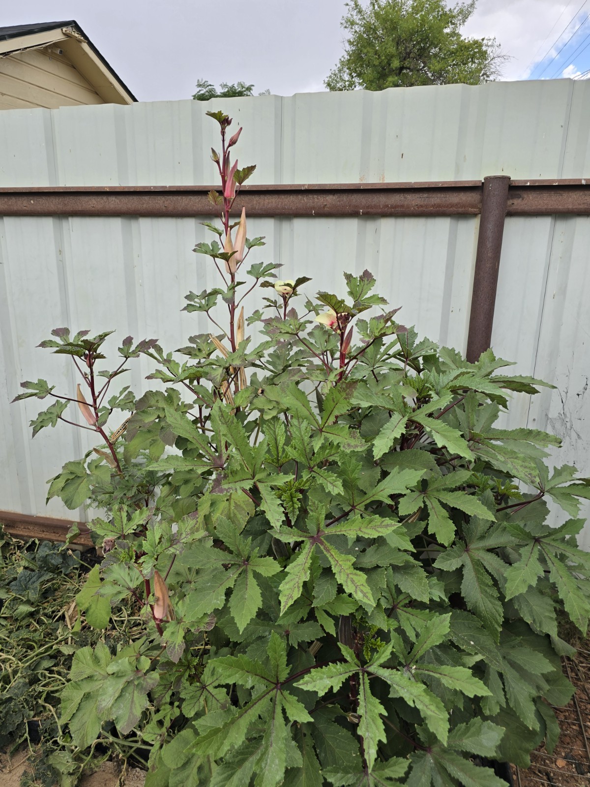 100 Okra Seeds Red Burgundy Non-GMO Heirloom BOGO 50% OFF