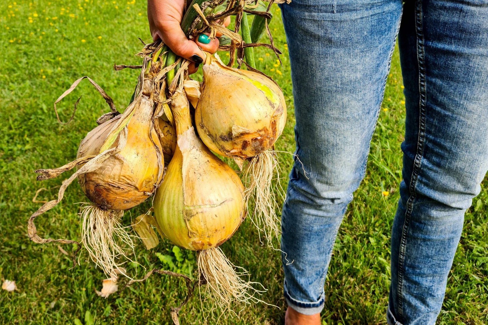 250 SWEET WALLA WALLA ONION Allium Cepa Vegetable Seeds *Flat S/H