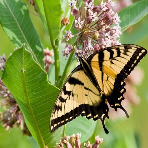 50 Seeds Common Milkweed Drought Resistant Asclepias Syriaca Plant Flower Seed