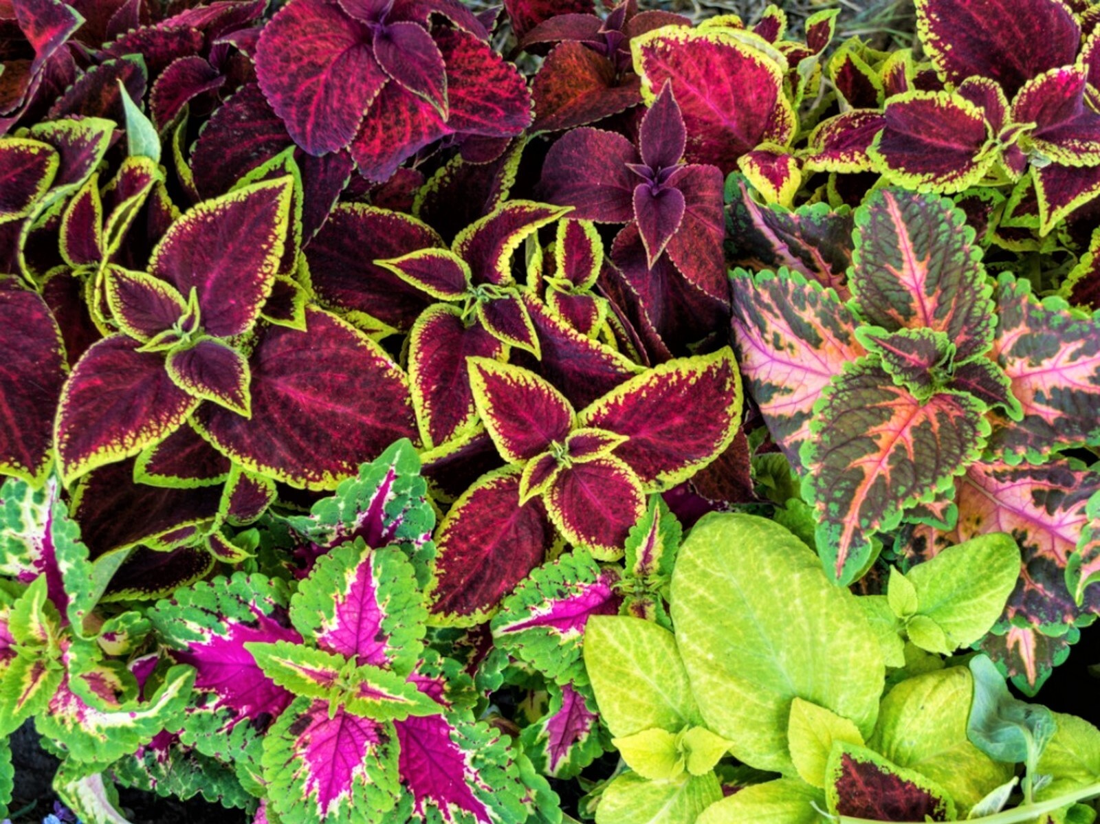Coleus Rainbow Blend Seeds 20+ SHIPS FREE!