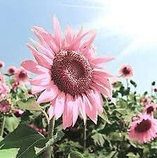 Pink Sunflower Seeds ~ Helianthus Annuus ~ Strawberry Blonde ~ Pretty Flowers ~