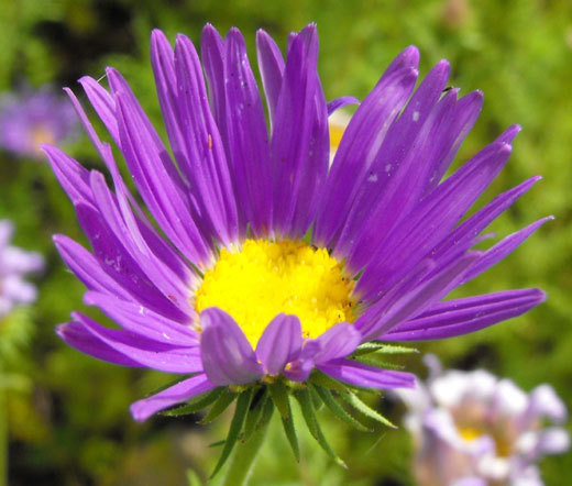 DAISY TAHOKA PRAIRIE ASTER Machaeranthera Tanacetifolia – 1,000 Bulk Seeds