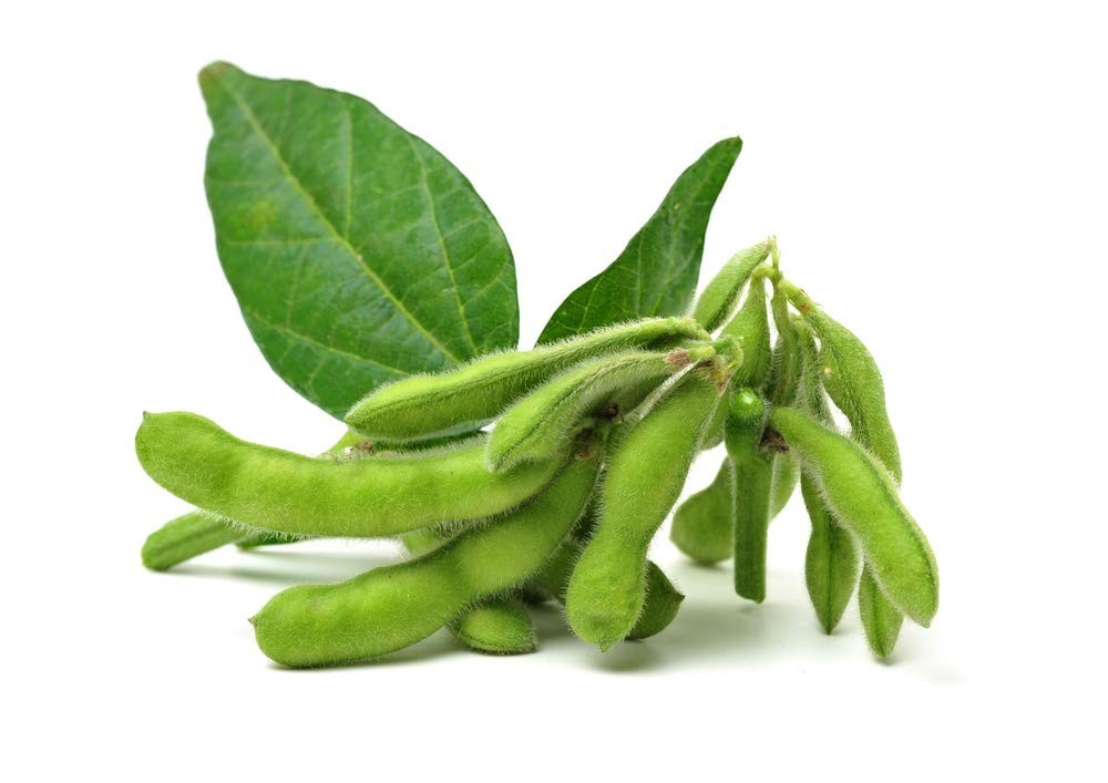 Nutritious Edible Soybean Seeds – 25+ Non-GMO Heirloom Seeds for Gardens