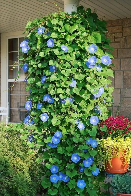 200+ Morning Glory Seeds – Heavenly Blue – Climbing – Beautiful —- FRESH
