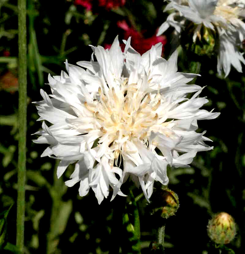 Cornflower Seeds – Tall White, Heirloom, 100 Seeds, Open Pollinated, Non-GMO