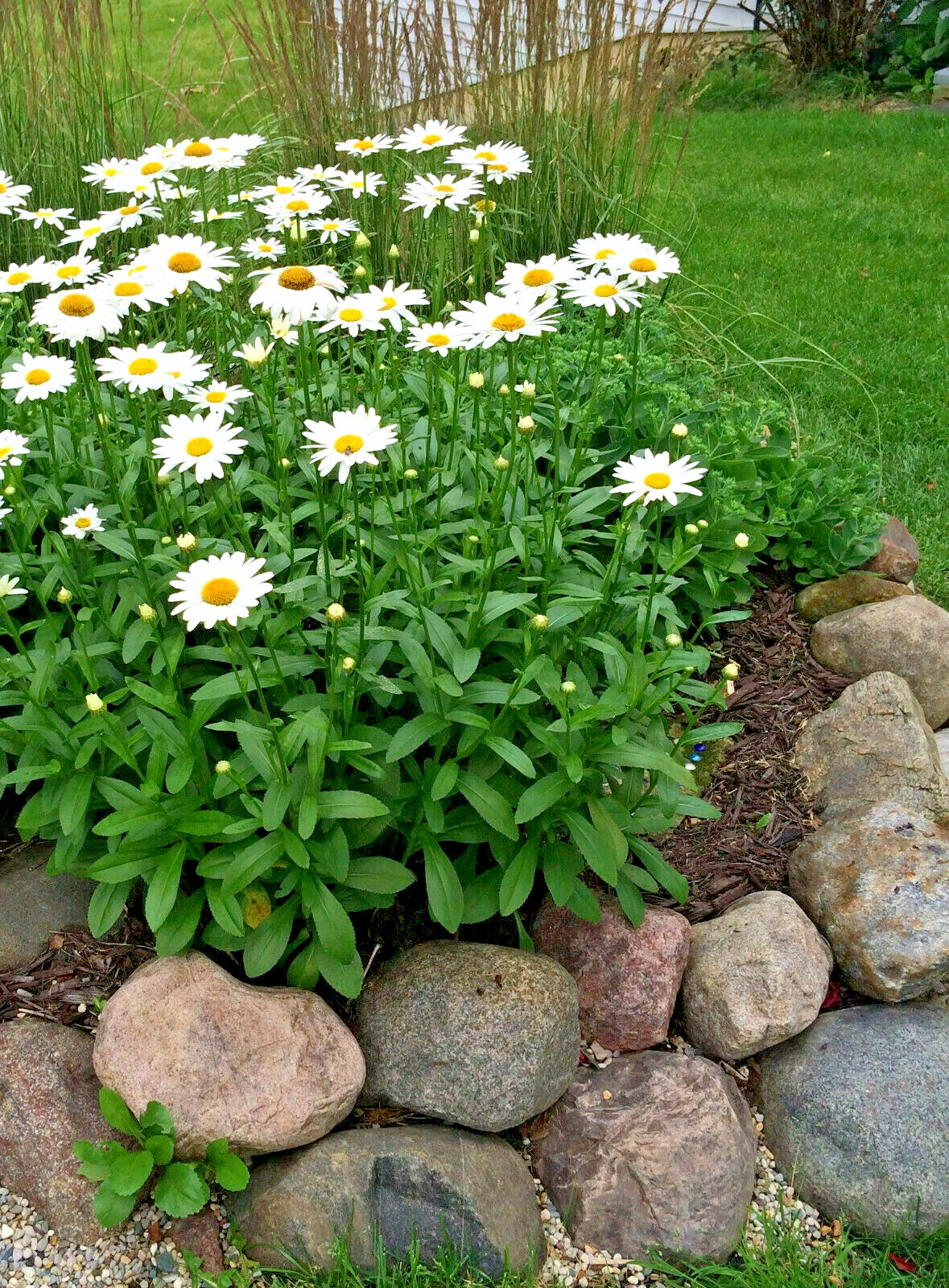 255+ Alaska Shasta Daisy Seeds North Eastern Cold Hardy Heirloom Variety Non-GMO