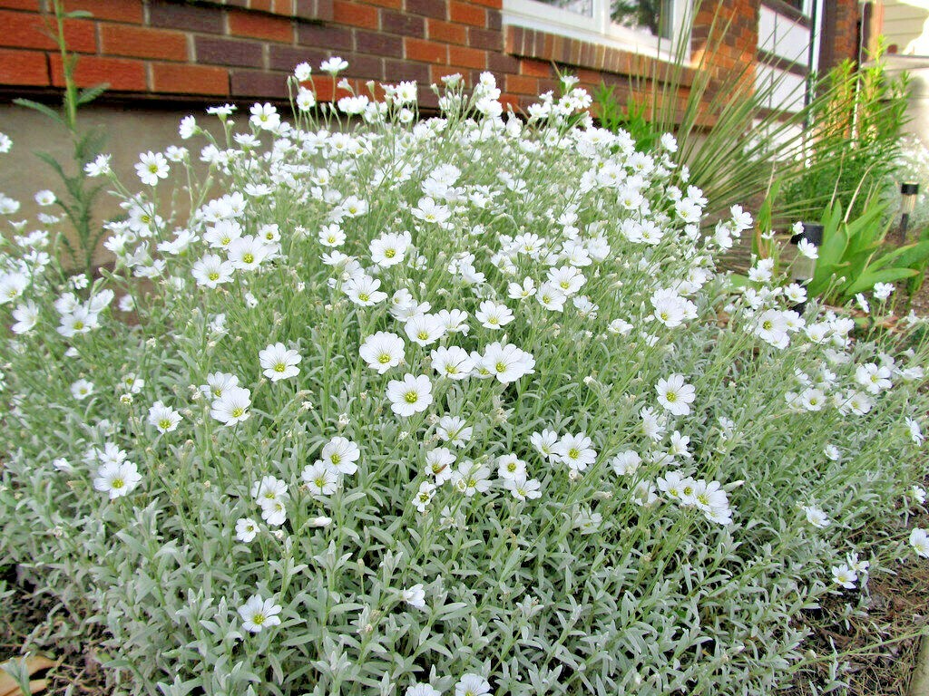 501+SNOW IN SUMMER Flower Seeds Perennial Flowering Groundcover Drought Tolerant