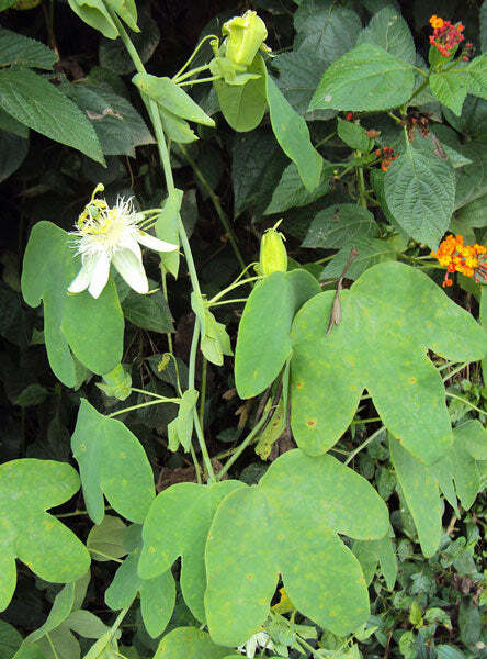 Passiflora subpeltata | White Passionflower | 5 Seeds