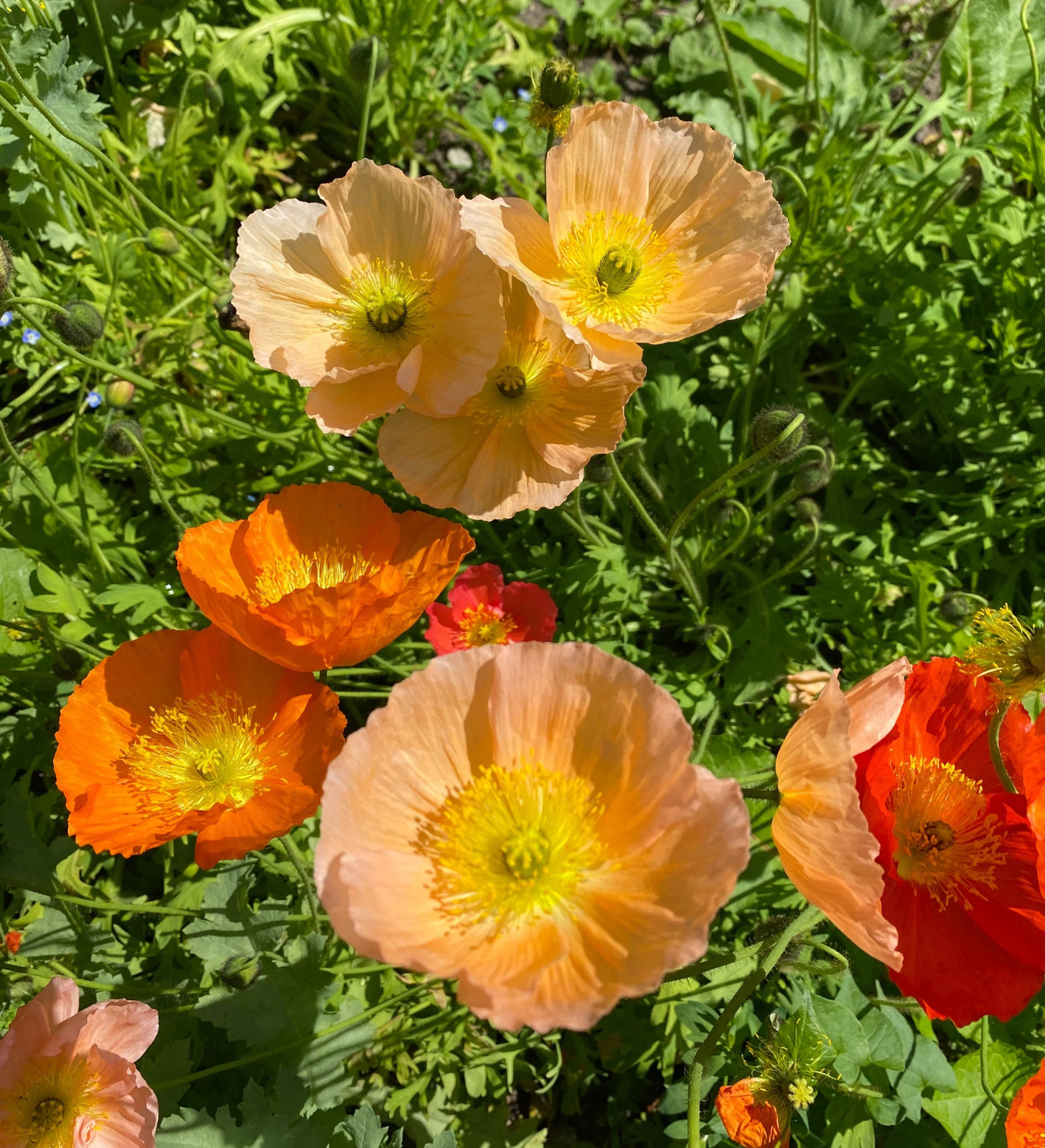 Iceland Poppy Seeds | Papaver Nudicaule Paper Poppies Champagne Flower Seed 2024