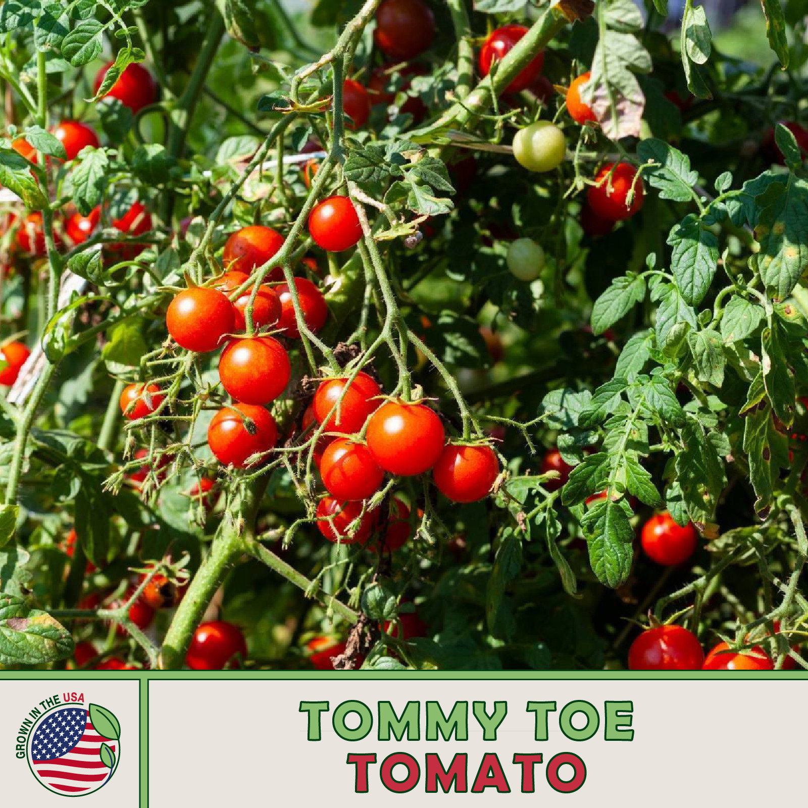 10 Tommy Toe Tomato Seeds, Heirloom, Non-GMO, Genuine USA
