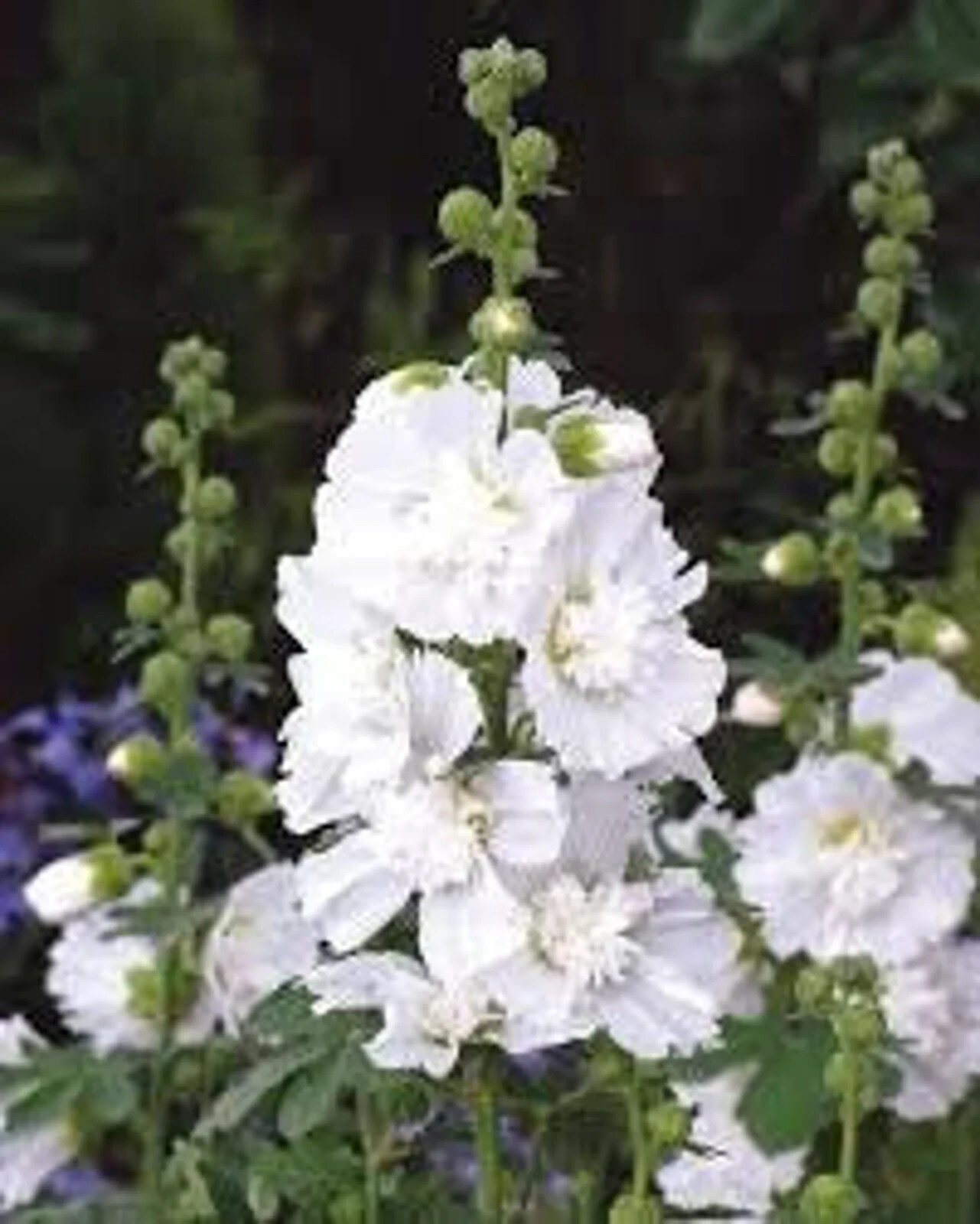 Organic White Hollyhock Plant Seeds/ 400 Count – Grown in the U.S.A.