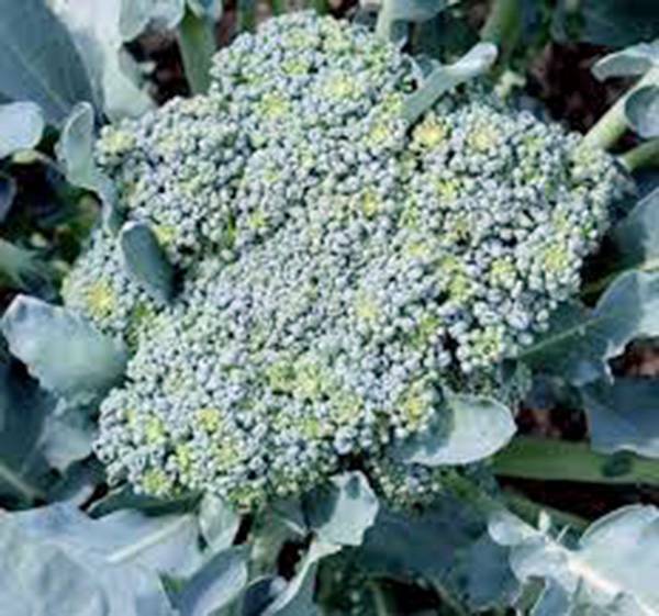 BROCCOLI SEED, CALABRESE, HEIRLOOM, NON GMO, 100 SEEDS, BROCCOLI SEEDS
