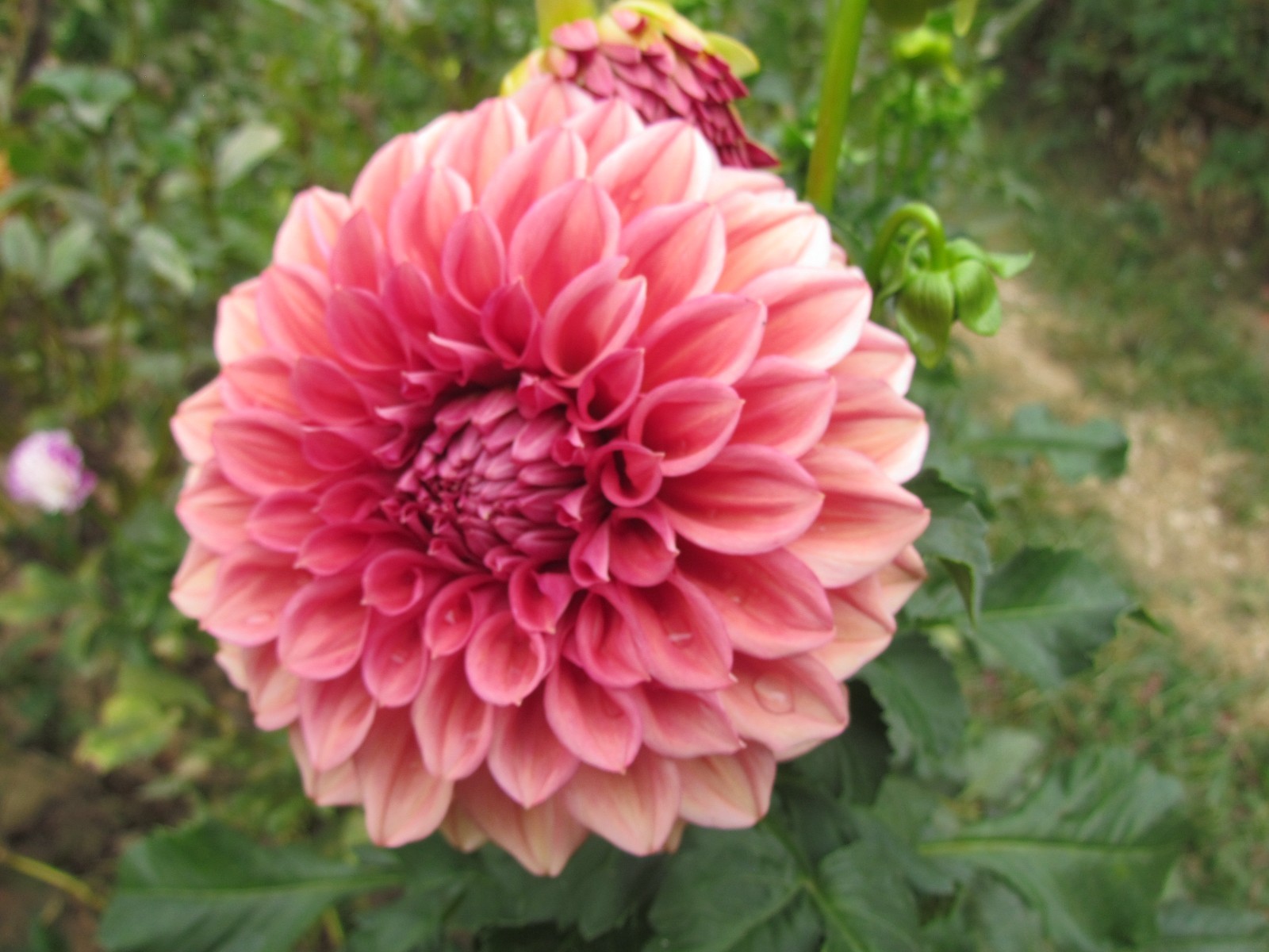 Homegrown Peaches N Cream and Assorted Choice Sprouted Dahlia Flower Tuber Bulbs