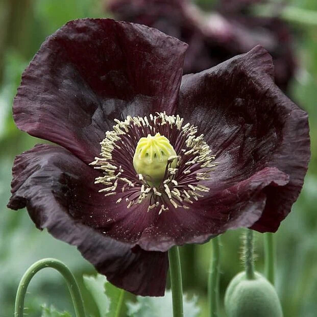 200+ Midnight Poppy Seeds for Garden Planting – USA – FREE SHIPPING!