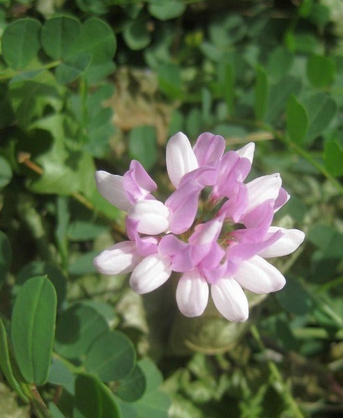 Coronilla varia | Crown Vetch | 100 Seeds