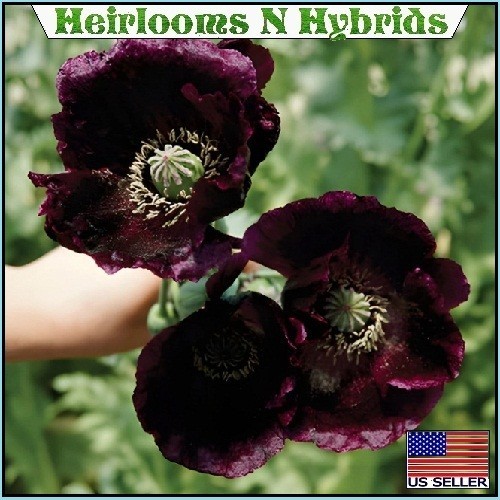 5,000 Heirloom After Midnight Poppy Seeds Papaver Somiferum Purple Near Black…