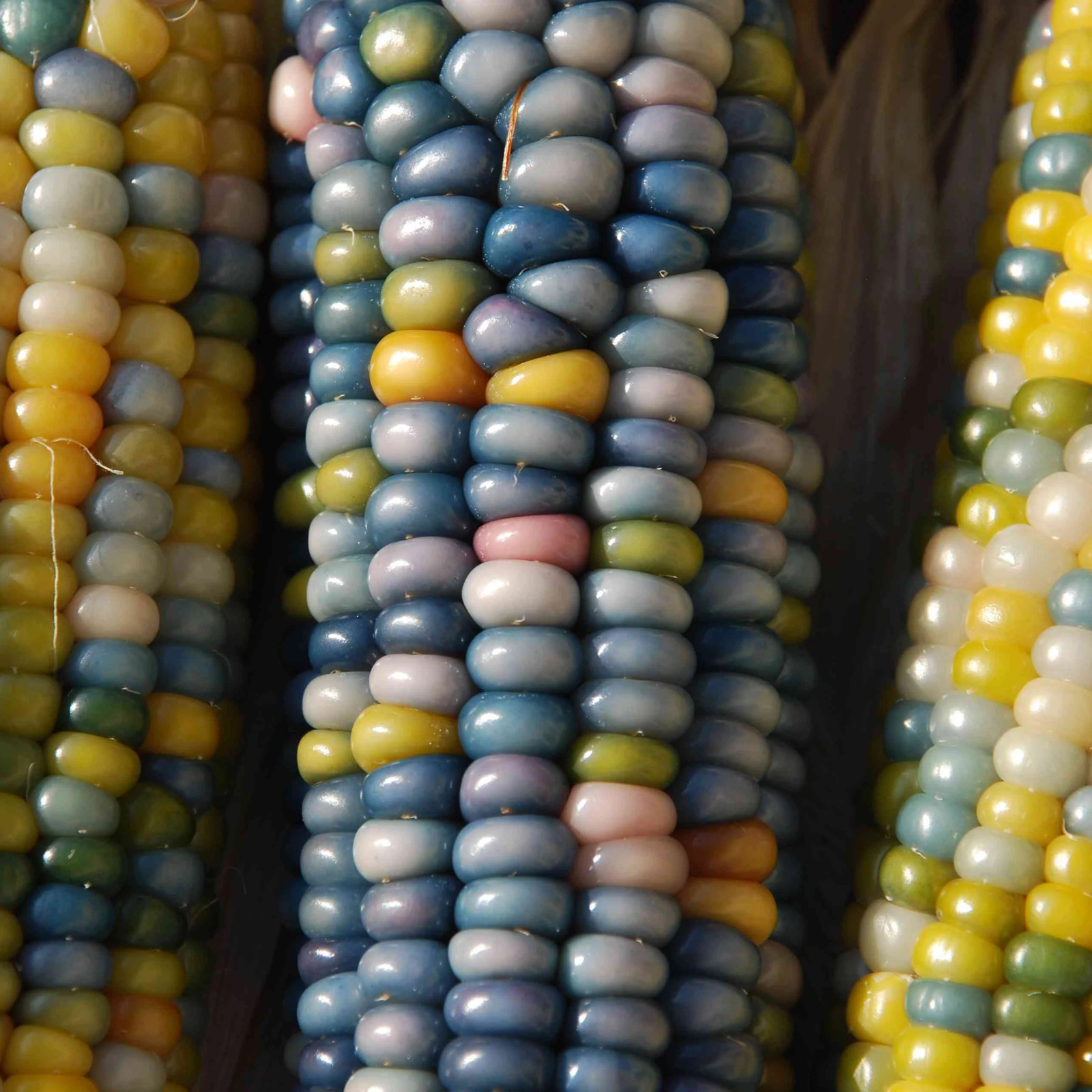 Shades of Blue Ornamental Corn Seeds | Blue Glass Gem Popcorn Hopi Seed 2024