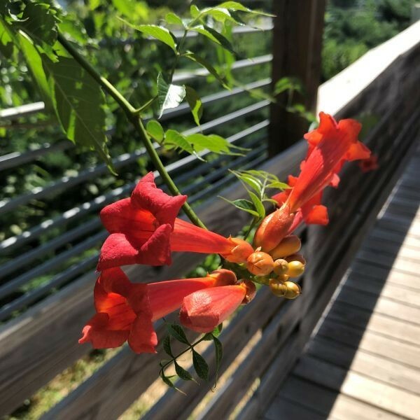 100+ Hardy Red/Orange Trumpet Vine (Campsis radicans) Seeds Attract Hummingbirds