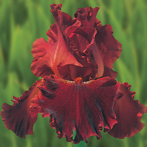 Red Roll Tide Bearded Iris Rhizome, Red Flowering Perennial Iris Root