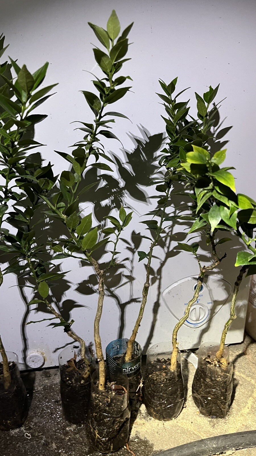Myrtle Leaf Orange 14-20” tall (Citrus myrtifolia) Chinotto 2.5″ Pot Size