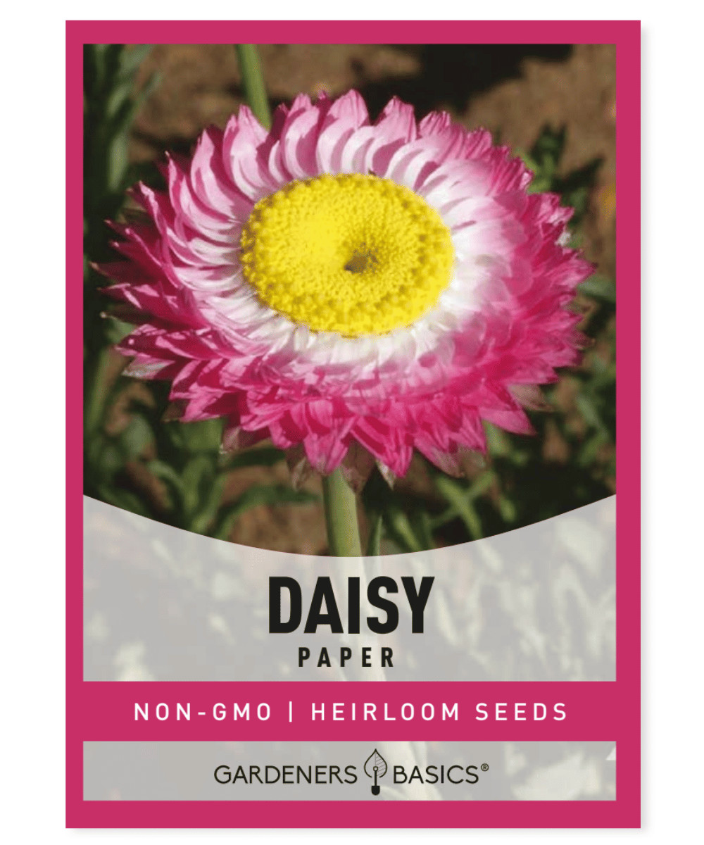 Paper Daisy Seeds
