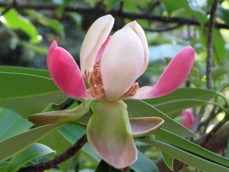 Magnolia insignis | Chinese Magnolia | 10 Seeds
