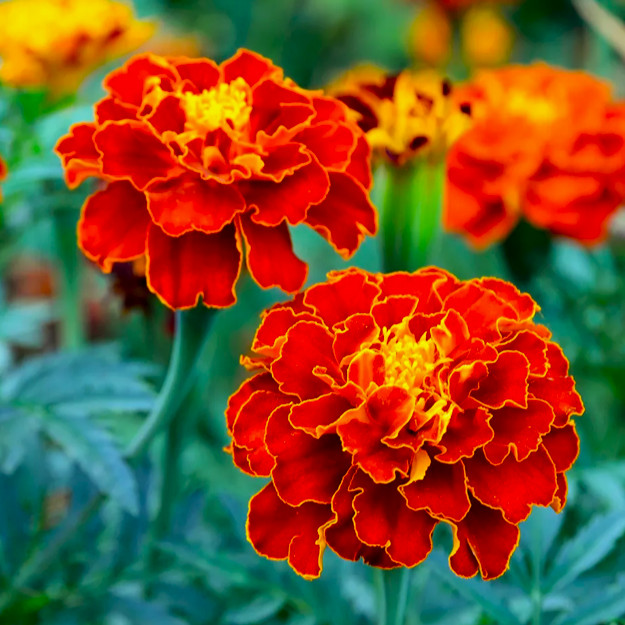 Red Cherry French Marigold Seeds | Dwarf Tagetes Flower Seed 2024 Fast Shipping