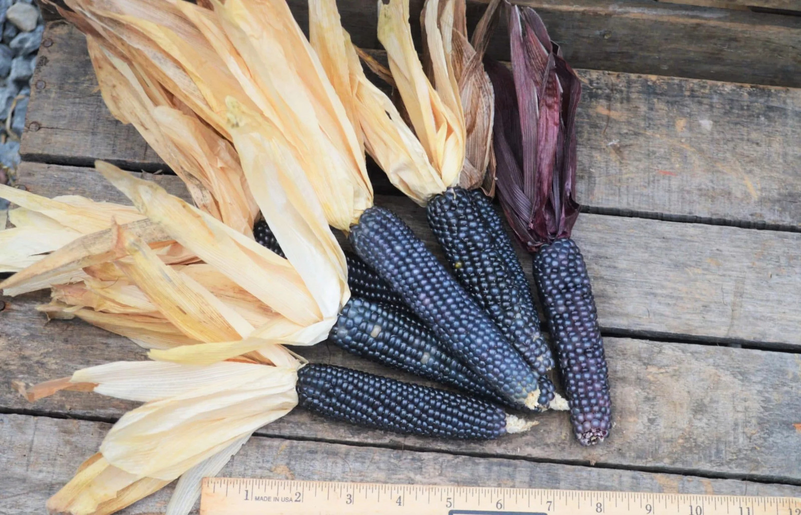 Shades of Blue Ornamental Corn Seeds | Blue Glass Gem Popcorn Hopi Seed 2024