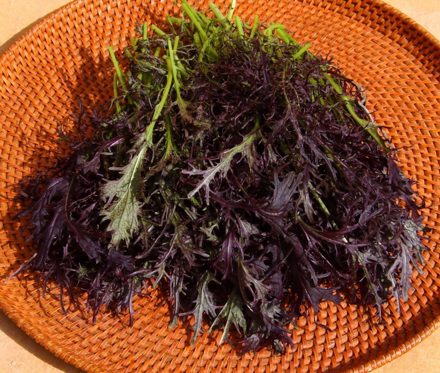 1-OZ 10,000+ Red Streaks MIZUNA Japanese mustard seeds; beautiful foliage!