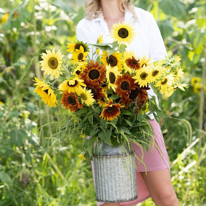 Sunny Flower Mixed Seeds for Planting, 1 Lb, 480,000+ Seeds with Ox-Eye, Maximil