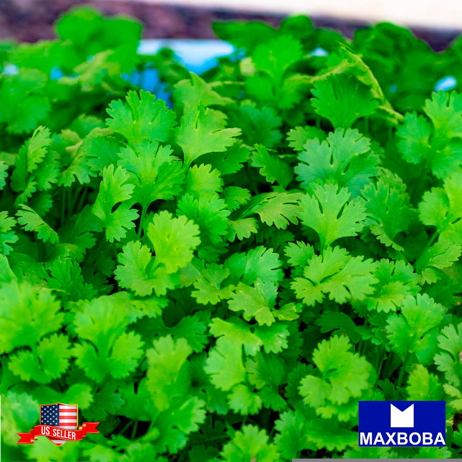 Premium Fresh 600 Herb Seeds Cilantro Slow Bolt Non-GMO Heirloom