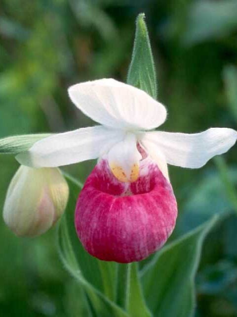 Showy Lady’s Slipper Orchid Seeds ~ Cypripedium Reginae ~ Unique Flowers