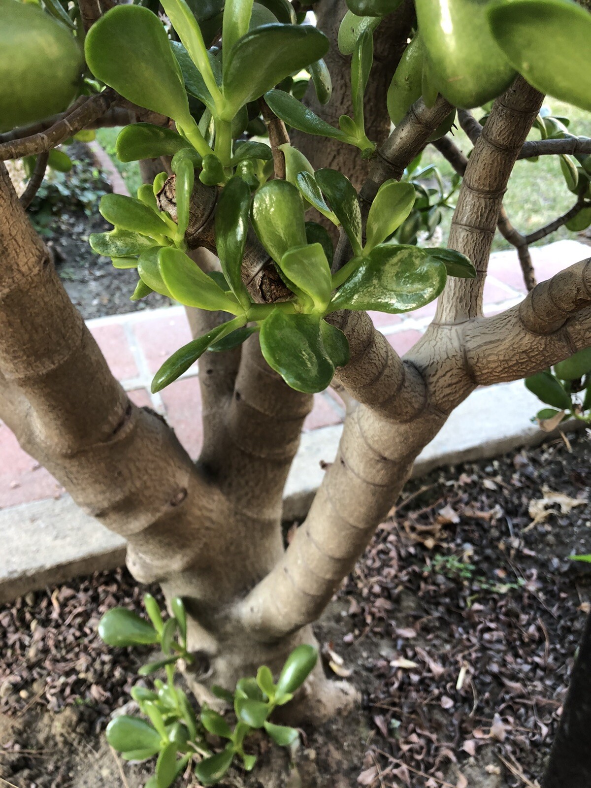 3 Jade Plant Fresh Cutting Money Plant Ready To Plant No Root