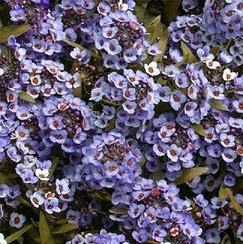 100 WONDERLAND BLUE ALYSSUM Lobularia Maritima Flower Seeds *Flat S/H