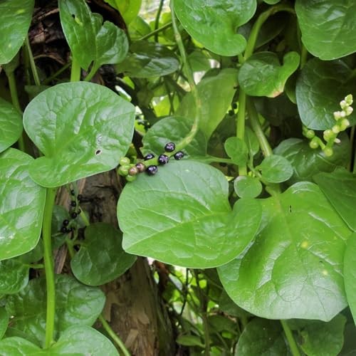 – Giant Malabar Spinach Seeds – – for 2026 Planting USA Garden Green 50+ Count