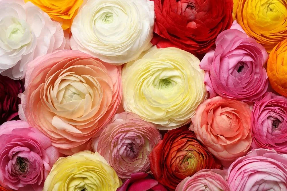 🌸 60 Mixed Ranunculus Seeds – Double Bloom Buttercups Colorful Spring Perennial