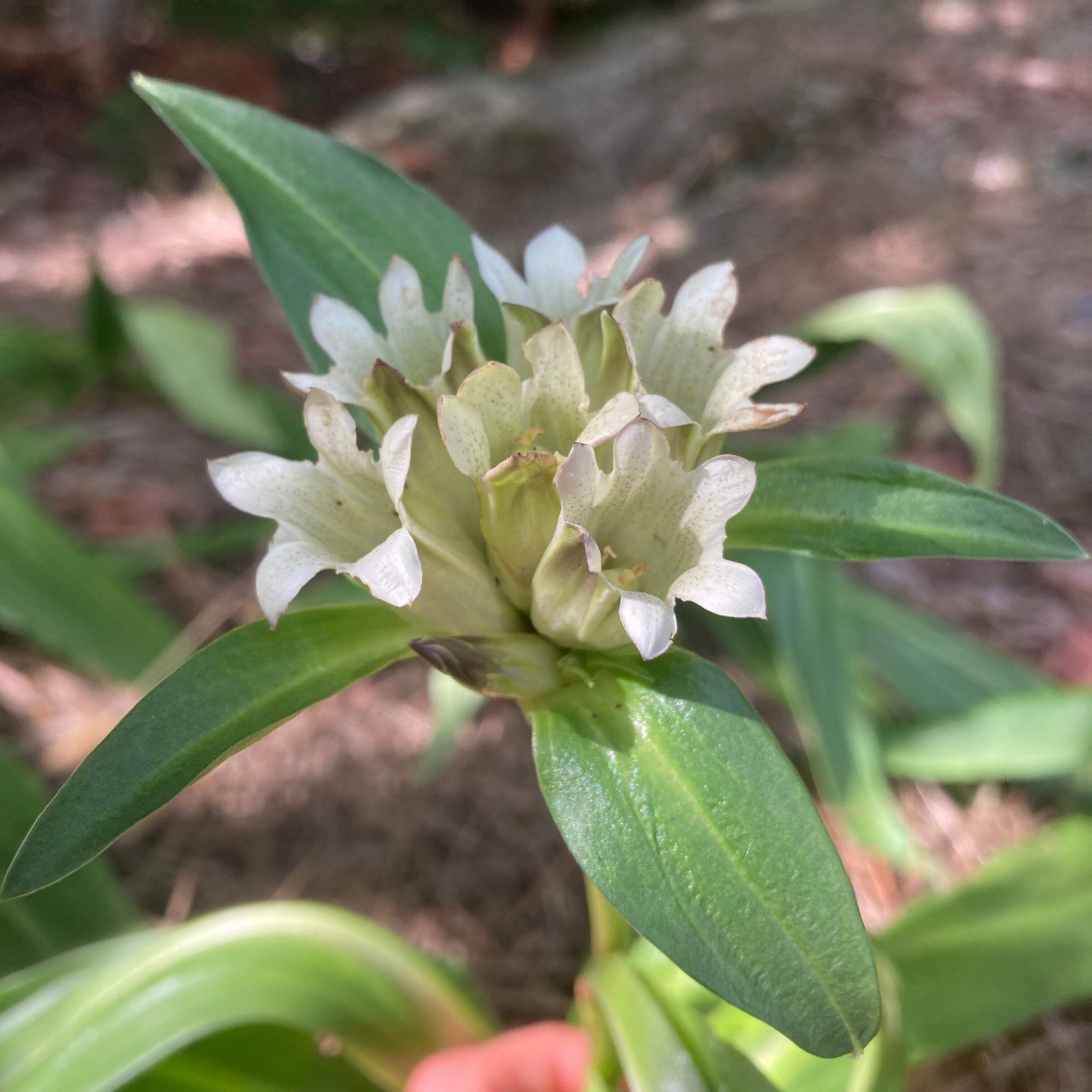 Tibetan Gentian Seeds (Gentiana tibetica) ~Traditional Herb Perennial Garden