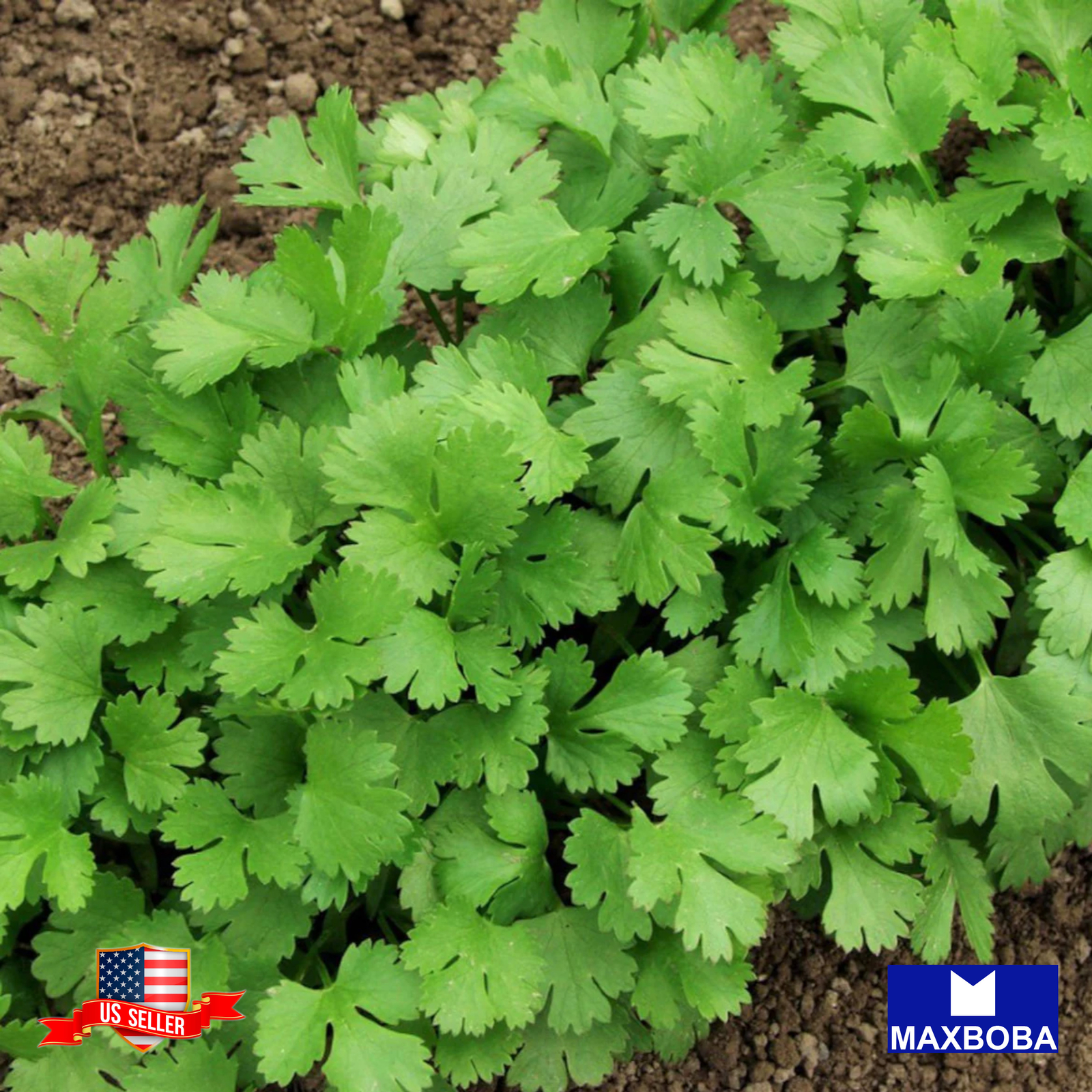 250 Leisure (aka) Cilantro Seeds Chinese Parsley Non-GMO Heirloom BTGO 75% OFF