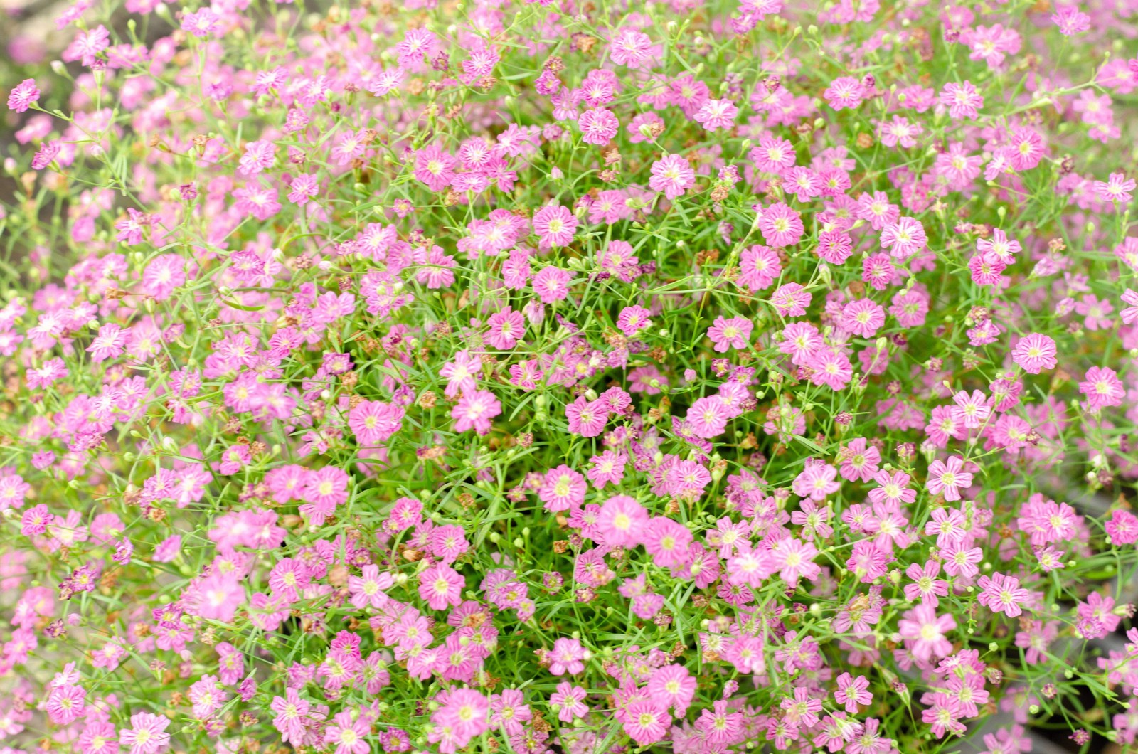 350 RED BABYS BREATH Gypsophila Elegans Baby’s Breath Flower Seeds