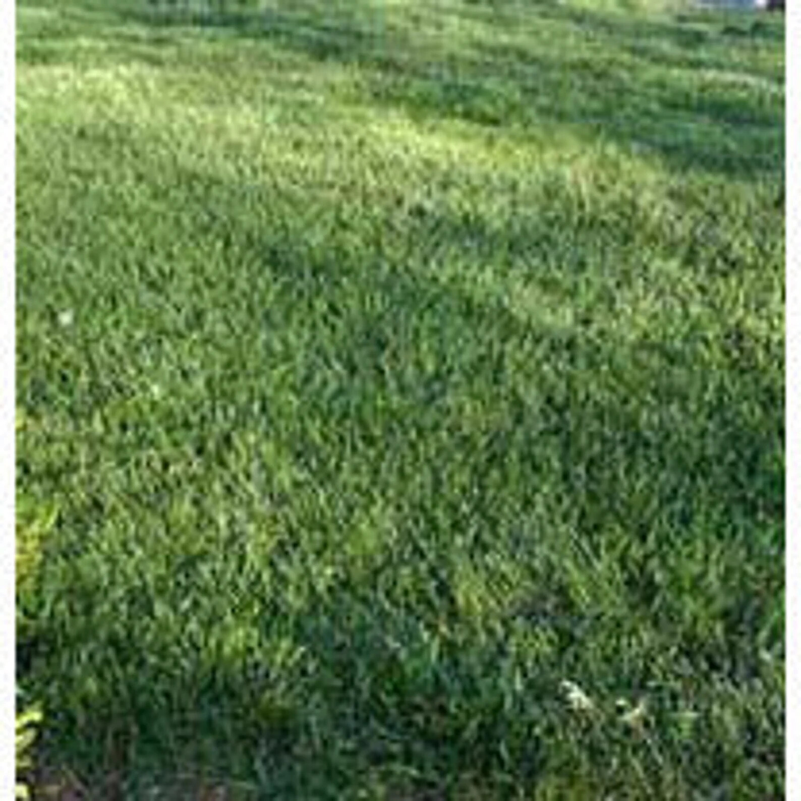 Tall Fescue with Blue Grass Mix