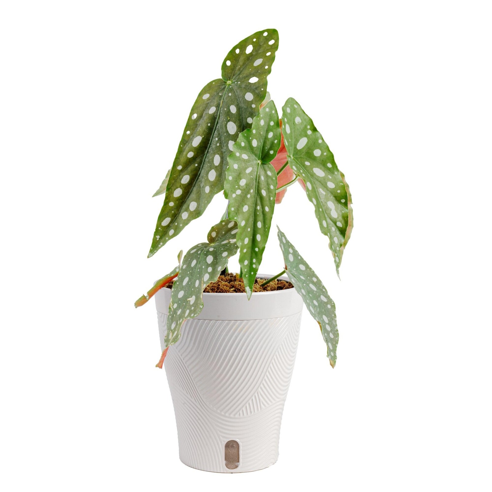 Begonia Maculata Live Plant in Self Watering Pot, Indoor Houseplant, Perfect …
