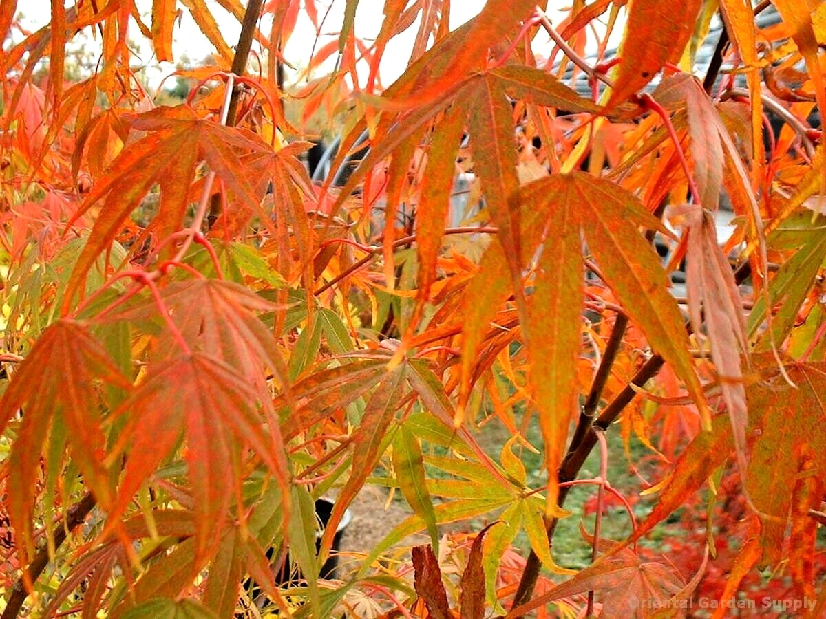 15 SHIME NO UCHI MAPLE SEEDS – Acer palmatum ‘Ao shime no uchi
