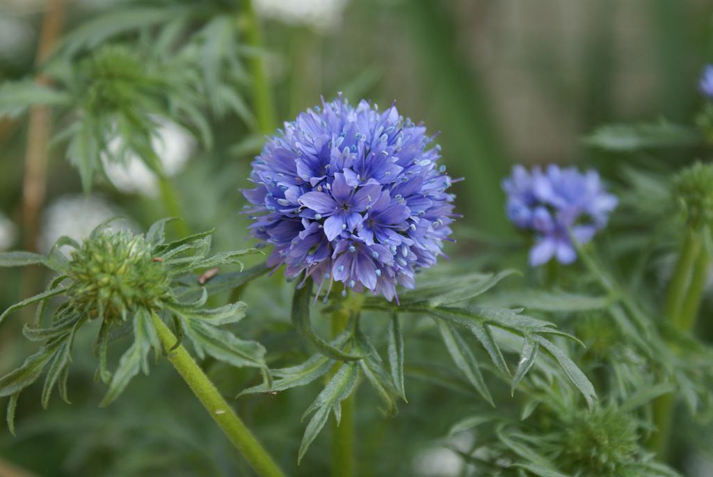400+GLOBE GILIA THIMBLE Flower Seeds Native Southwest Wildflower Drought Heat